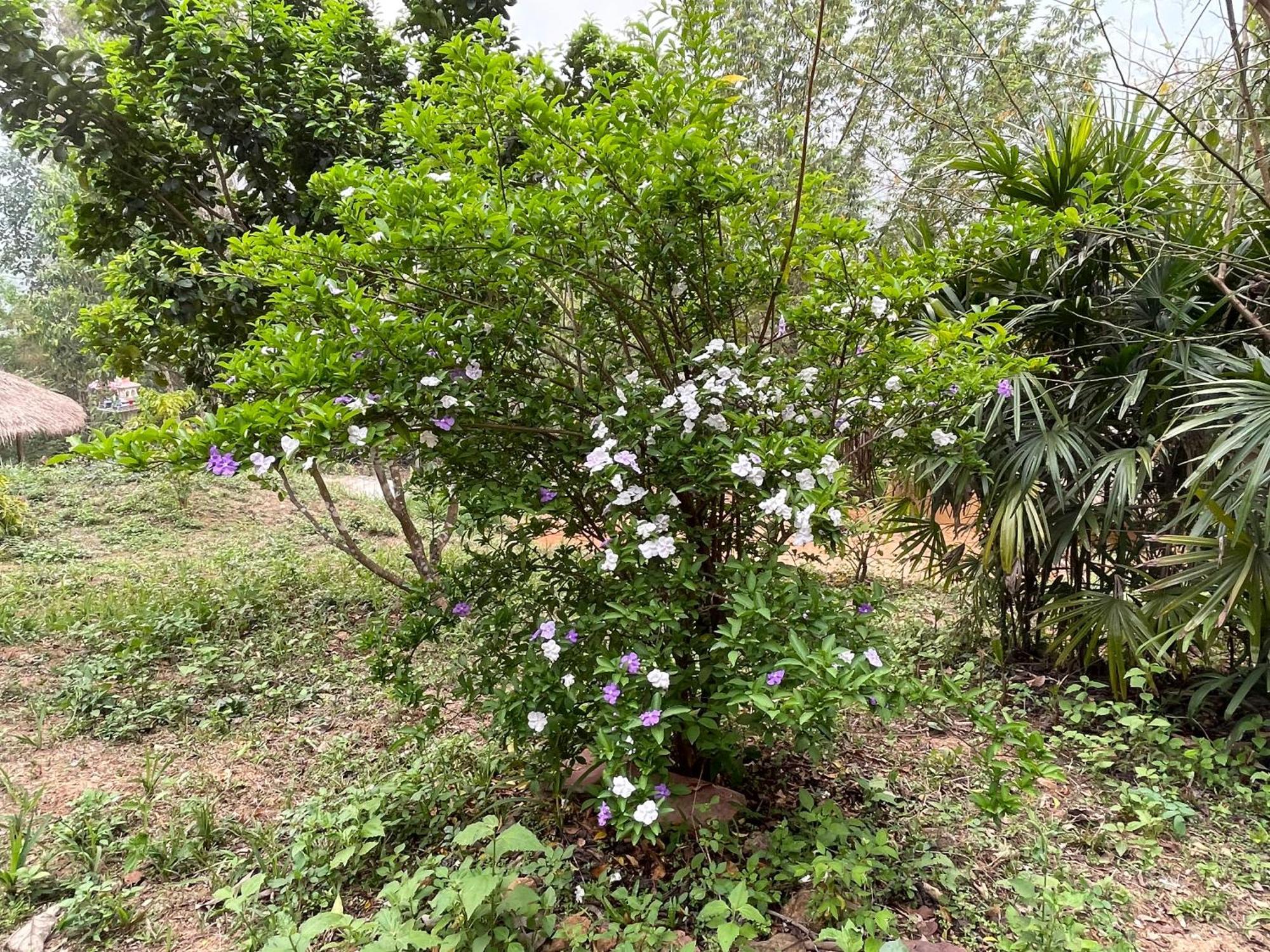 Chiang Dao Roundhouses Dış mekan fotoğraf