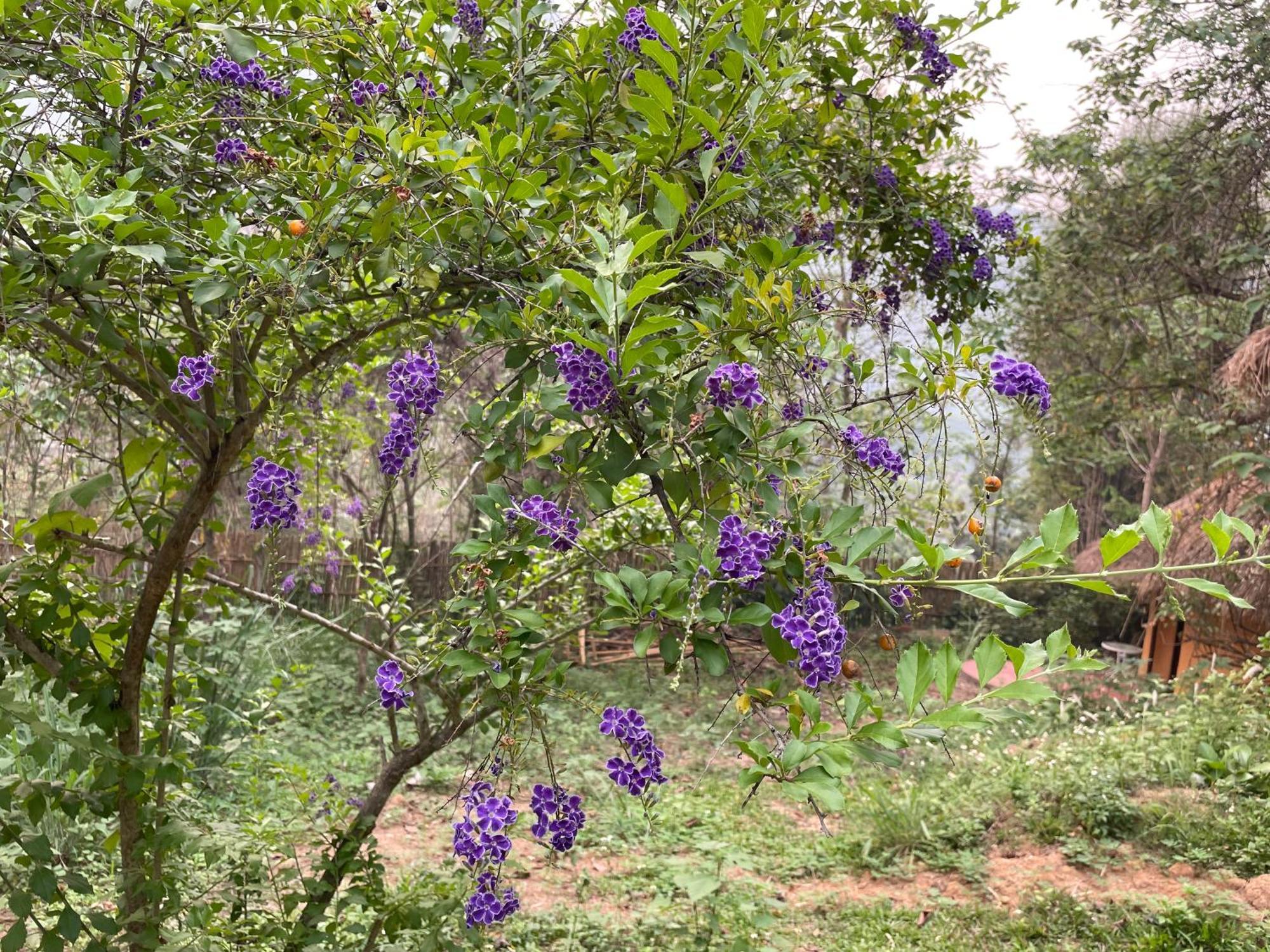 Chiang Dao Roundhouses Dış mekan fotoğraf